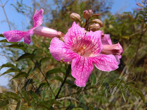 Port St Johns Creeper